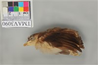 藏品(白頭翁)的圖片